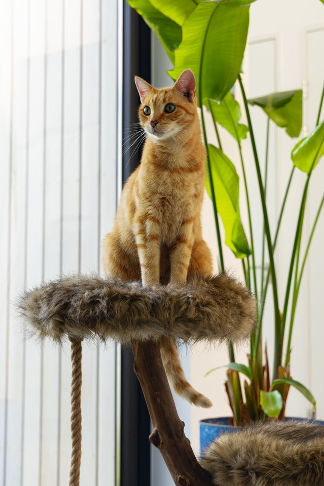 Aviva Kattenmeubel