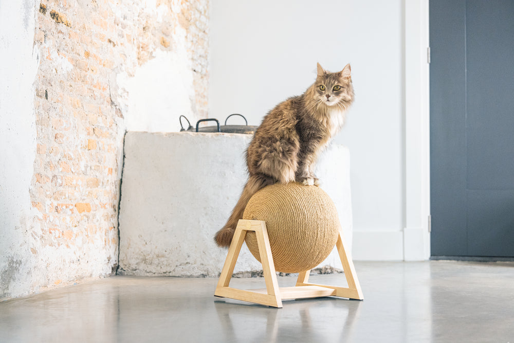 Xem balty krabbol op voet krabbol draait rond van designed by lotte