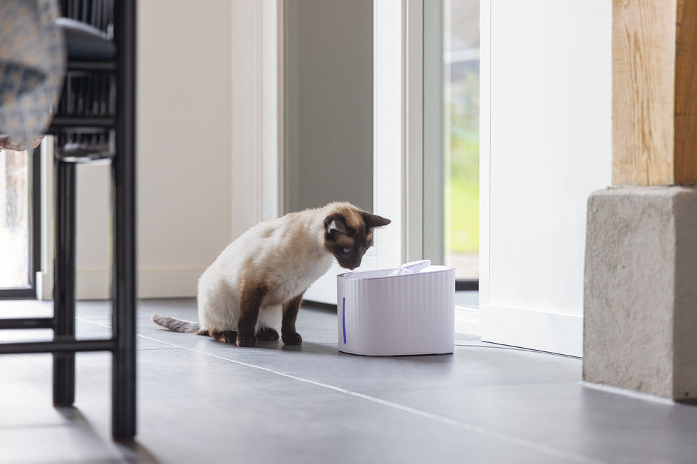 BZ DRINKFONTEIN KAT SJORS WIT 3L