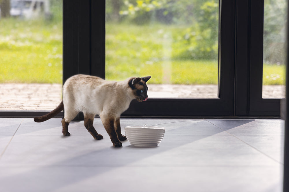 BZ DRINKFONTEIN KAT JAAP WIT 1,5L