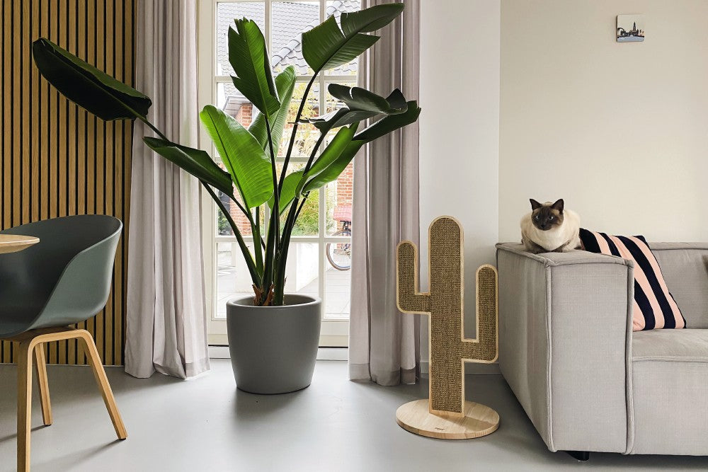 Waarschijnlijk ken je de super populaire Cactus krabpaal van het topmerk Designed by Lotte al? Daar hebben we nu een variant van opgenomen in ons aanbod, namelijk de Cactus Oze Krabpaal. Deze krabpaal is van hetzelfde topmerk, maar net een beetje anders, doordat deze cactus plat is in plaats van rond. Het leuke van deze krabpaal is, dat er aan beide kanten kan worden gekrabd en dat de krabpaal mooi staat in ieder interieur!