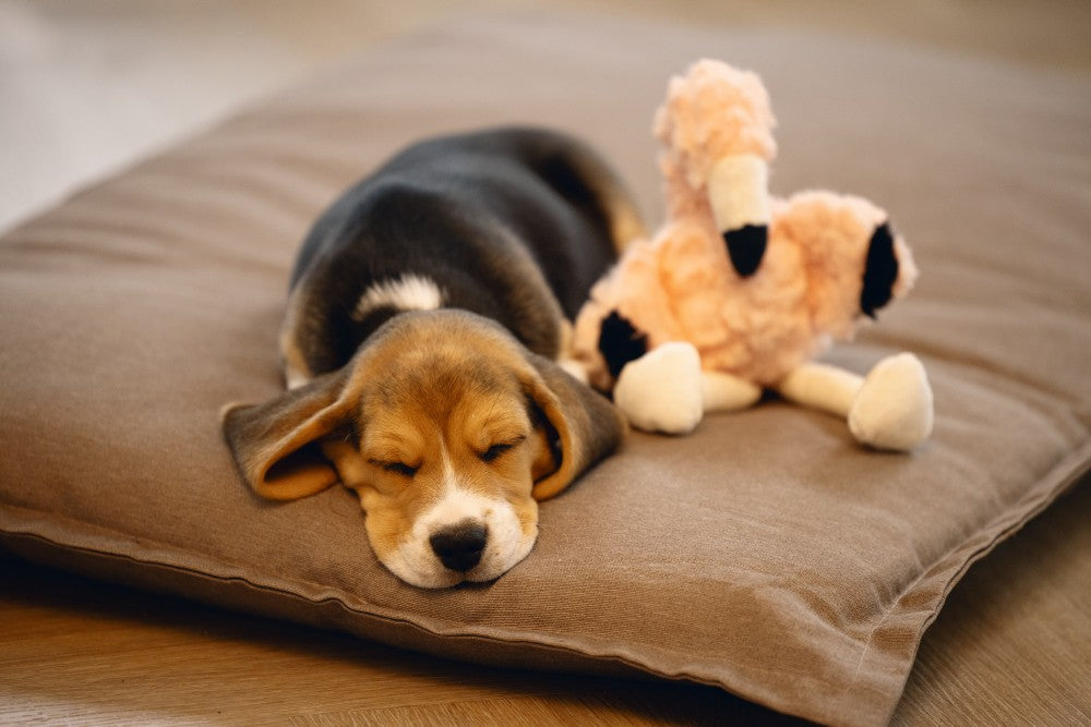 Je wilt jouw pup het liefst zo snel mogelijk veilig laten voelen. De Beeztees Flamino heartbeat knuffel kan hierbij een handje helpen. Dit leuke knuffeltje ziet er namelijk niet alleen heel leuk uit, maar heeft ook nog eens een functie! In dit knuffeltje kan namelijk een heartbeat simulator worden gestopt. Zodra je deze aanzet, klopt deze 10 minuten lang en gaat vervolgens zelf uit. Hierdoor wordt de hartslag van de moeder nagebootst, wat een prettig gevoel geeft aan jouw pup!