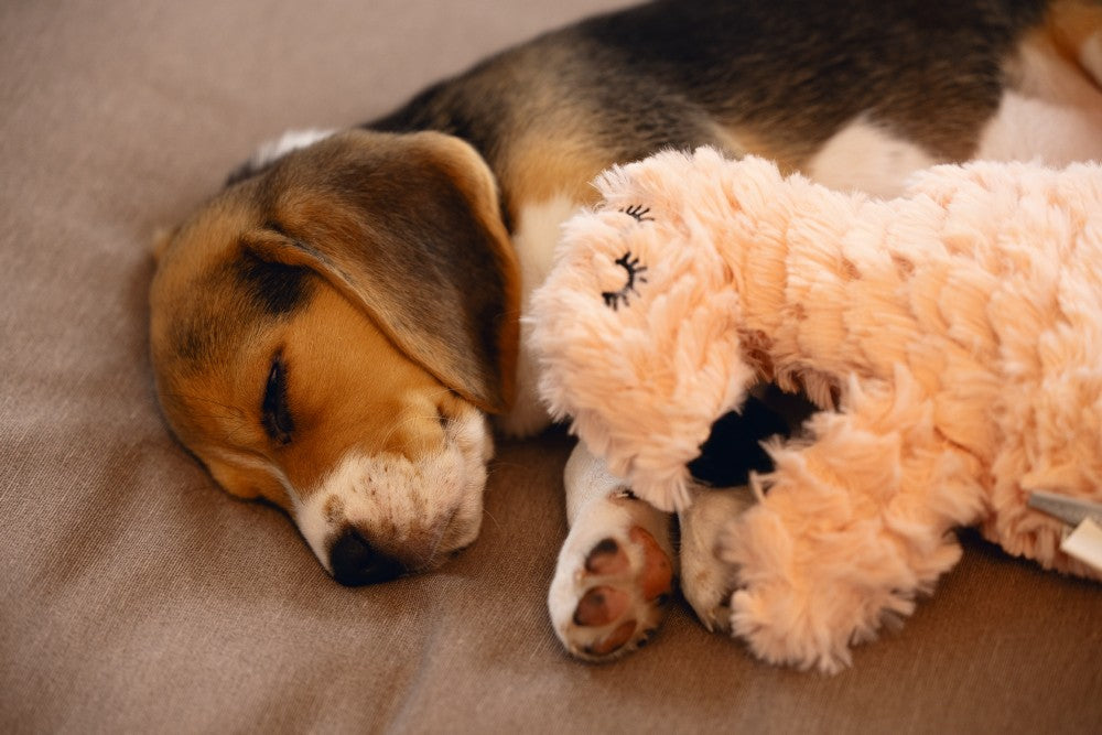 Je wilt jouw pup het liefst zo snel mogelijk veilig laten voelen. De Beeztees Flamino heartbeat knuffel kan hierbij een handje helpen. Dit leuke knuffeltje ziet er namelijk niet alleen heel leuk uit, maar heeft ook nog eens een functie! In dit knuffeltje kan namelijk een heartbeat simulator worden gestopt. Zodra je deze aanzet, klopt deze 10 minuten lang en gaat vervolgens zelf uit. Hierdoor wordt de hartslag van de moeder nagebootst, wat een prettig gevoel geeft aan jouw pup!
