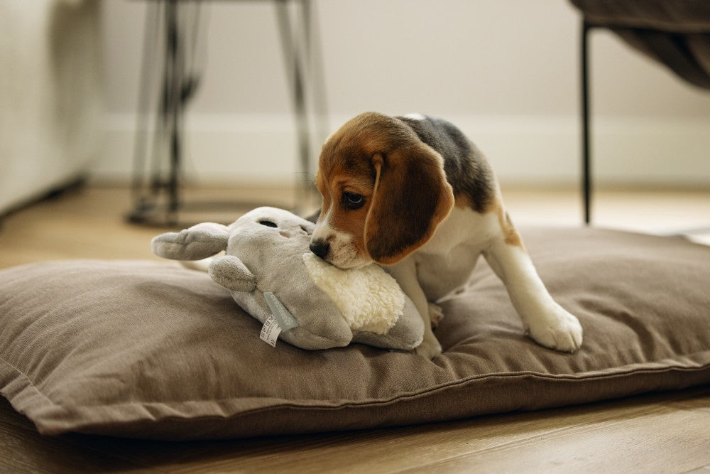 Je wilt jouw pup het liefst zo snel mogelijk veilig laten voelen. De Beeztees Flamino heartbeat knuffel kan hierbij een handje helpen. Dit leuke knuffeltje ziet er namelijk niet alleen heel leuk uit, maar heeft ook nog eens een functie! In dit knuffeltje kan namelijk een heartbeat simulator worden gestopt. Zodra je deze aanzet, klopt deze 10 minuten lang en gaat vervolgens zelf uit. Hierdoor wordt de hartslag van de moeder nagebootst, wat een prettig gevoel geeft aan jouw pup!