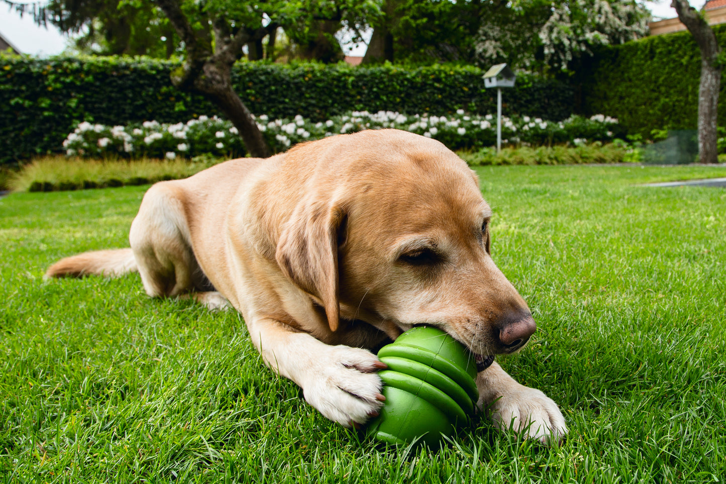 De Sumo Play van Beeztees is super sterk hondenspeelgoed gemaakt van natuurlijk rubber. Door de aparte vorm stuitert het speeltje alle kanten op, wat zorgt voor een verrassingseffect. Aan de onderkant is de Sumo Play voorzien van een gat, zodat je het speeltje kunt vullen met iets lekkers. Jouw hond zal vervolgens zijn of haar best moeten doen om de snack of brokken eruit te halen.