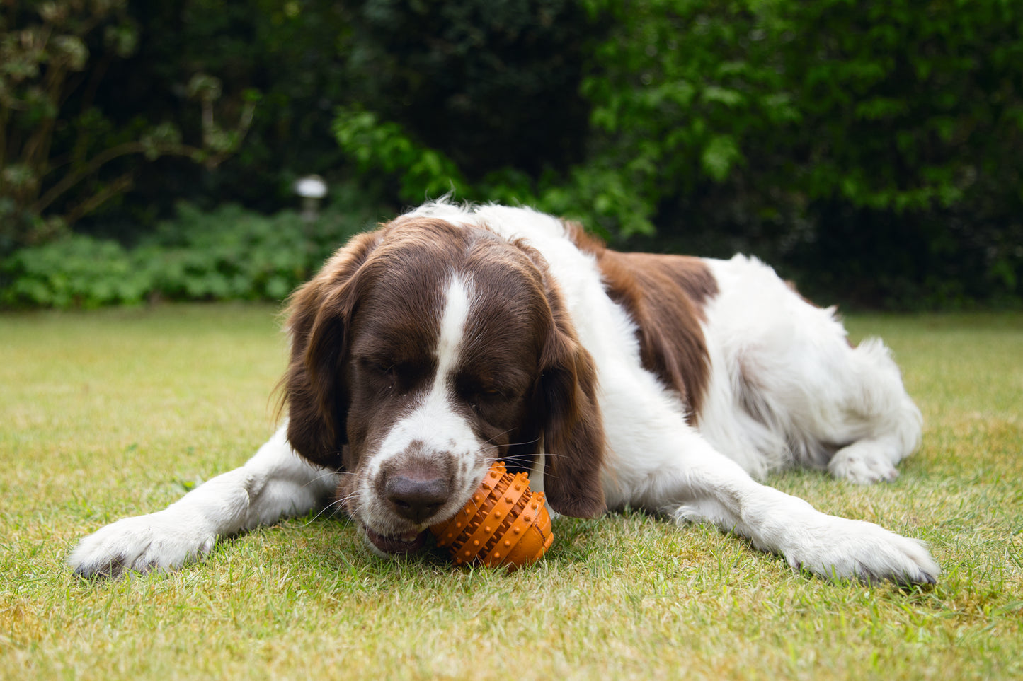 Aan de onderkant is de Sumo Play Dental van Beeztees voorzien van een gat, zodat je het speeltje kunt vullen met iets lekkers. Jouw hond zal vervolgens zijn of haar best moeten doen om de snack of brokken eruit te halen. Dit gaat verveling tegen bij jouw hond en het is ook zeer geschikt om jouw hond te laten spelen met de Sumo wanneer hij of zij alleen is. Handig detail: de Sumo is vaatwasser bestendig.