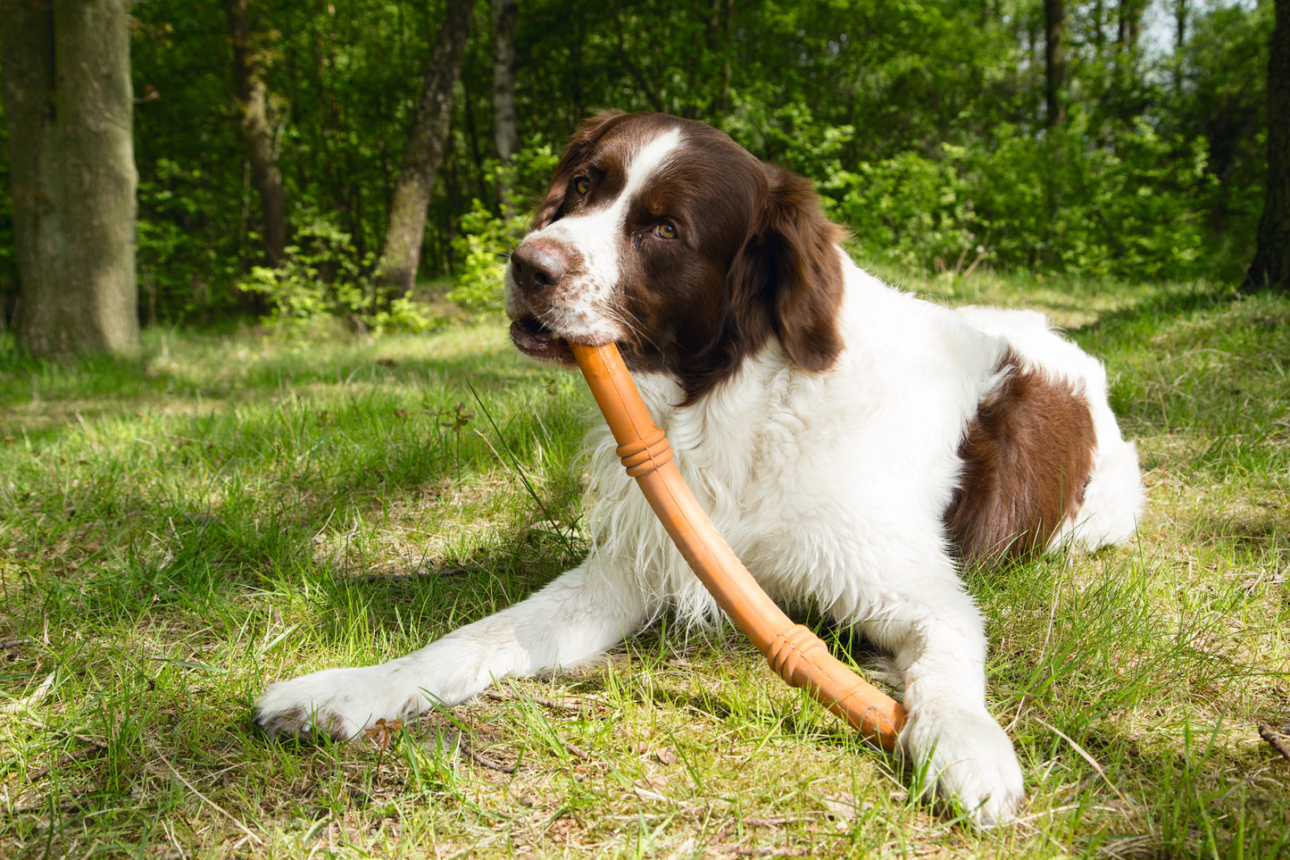 Veilig apporteren dat doe je met de Sumo Fit Stick van Beeztees. Dit speeltje is gemaakt van natuurlijk rubber en is gericht op het apporteren, wat een zeer populaire bezigheid is om de band tussen baasje en de hond te versterken. Bovendien is de Sumo Fit Stick een stuk veiliger dan hout, omdat van deze stick geen splinters of iets dergelijks af kunnen gaan.