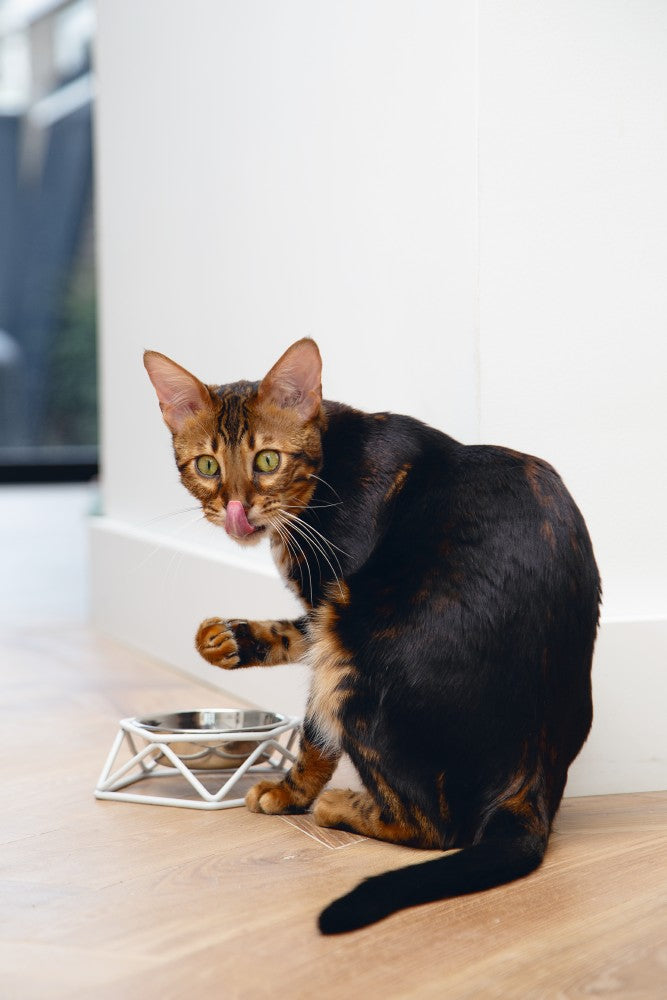 De Beeztees Puroni hondenvoerbak heeft een fantastisch design wat erg leuk staat in modern en strak interieur! Deze voerbak heeft een metalen frame met daarin een roestvrijstalen bakje wat gemakkelijk is schoon te maken. Is gemaakt van metaal en komt inclusief een roestvrijstalen voerbak.