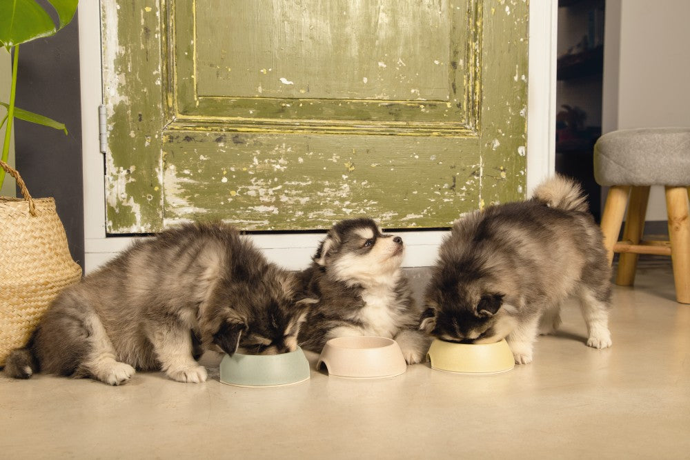 De Beeztees Puppy Filo voerbak is een mooie eetbak met een verrassend effect op het eind. Op de bodem is deze hondenvoerbak namelijk voorzien van een print met een krokodil erop, die tevoorschijn komt zodra jouw pup zijn eten op heeft. Wie weet gaat jouw pup er wel extra goed door eten! Deze voerbak bevat aan de onderkant antislip, zodat jouw pup de voerbak niet gemakkelijk kan verschuiven. Mocht je de Filo puppyvoerbak schoon willen maken, dan kan dit gewoon in de vaatwasmachine.