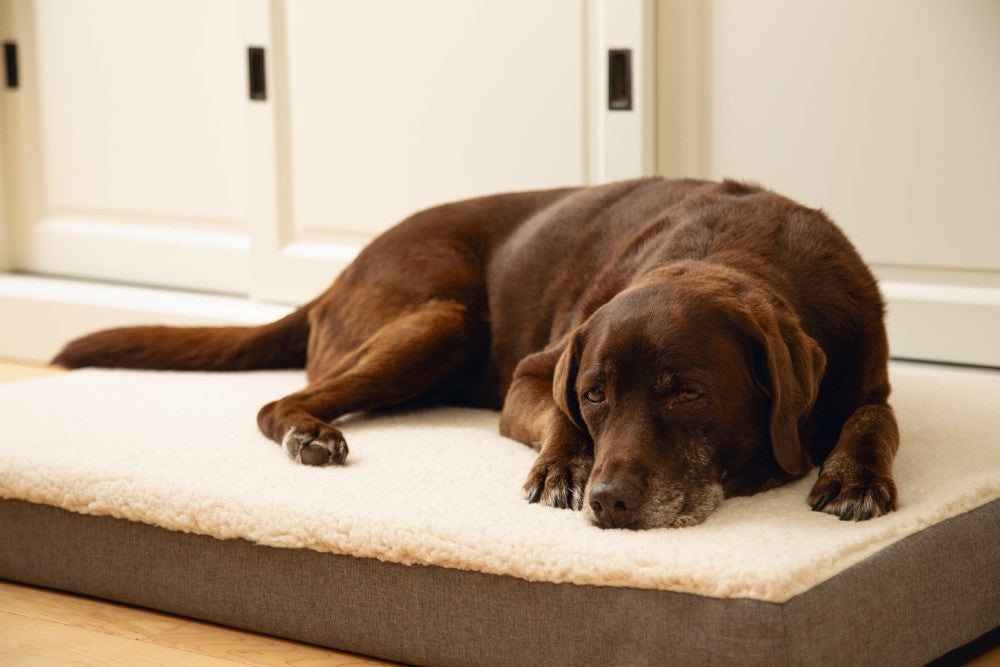 Beeztees memory foam Zira - Hondenkussen - Grijs - 120x80x10cm