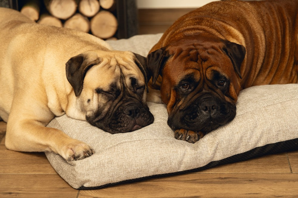 BZ MEMORY FOAM LIGK ZIA GRS