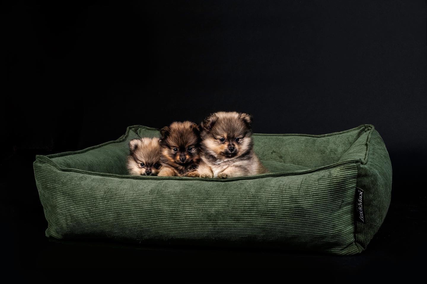 Chicago Hondenmand green