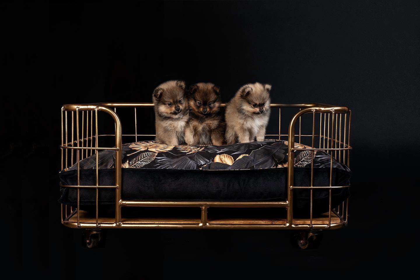 Messing / Gouden interieuraccessoires zijn helemaal in de mode! Daarom heeft Lex&Max de spraakmakende Divan Gold ontwikkeld. Dit moderne meubelstuk komt het meest in de buurt van een heuse gouden troon waarvan je hond zijn domein kan regeren. Stijl de divan af met een Lex en Max boxbed voor een nog blijere hond en nog mooier interieur. De divans zijn te verkrijgen in 3 maten en worden geleverd zonder kussen.