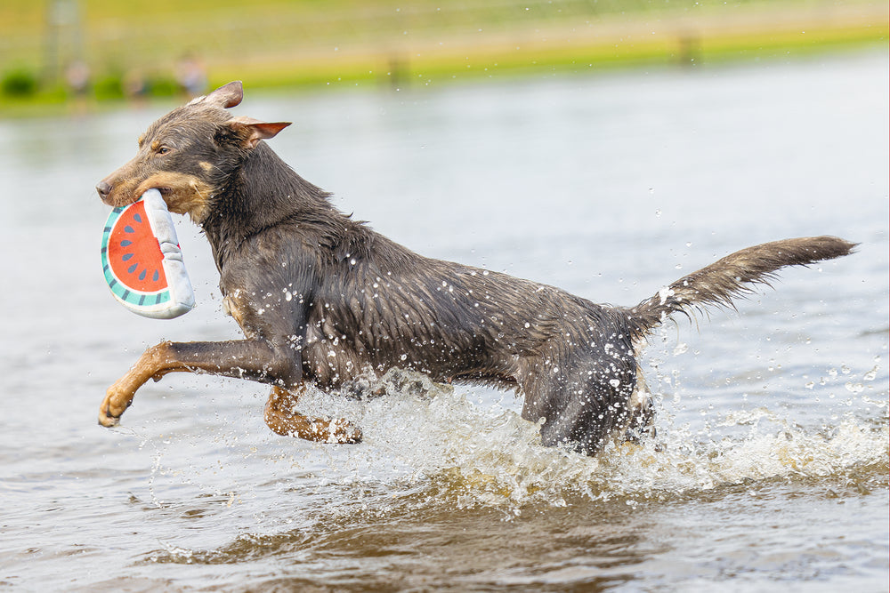 Beeztees Mello - Hondenspeelgoed - Rood/Groen/Grijs - 21x11x4 cm