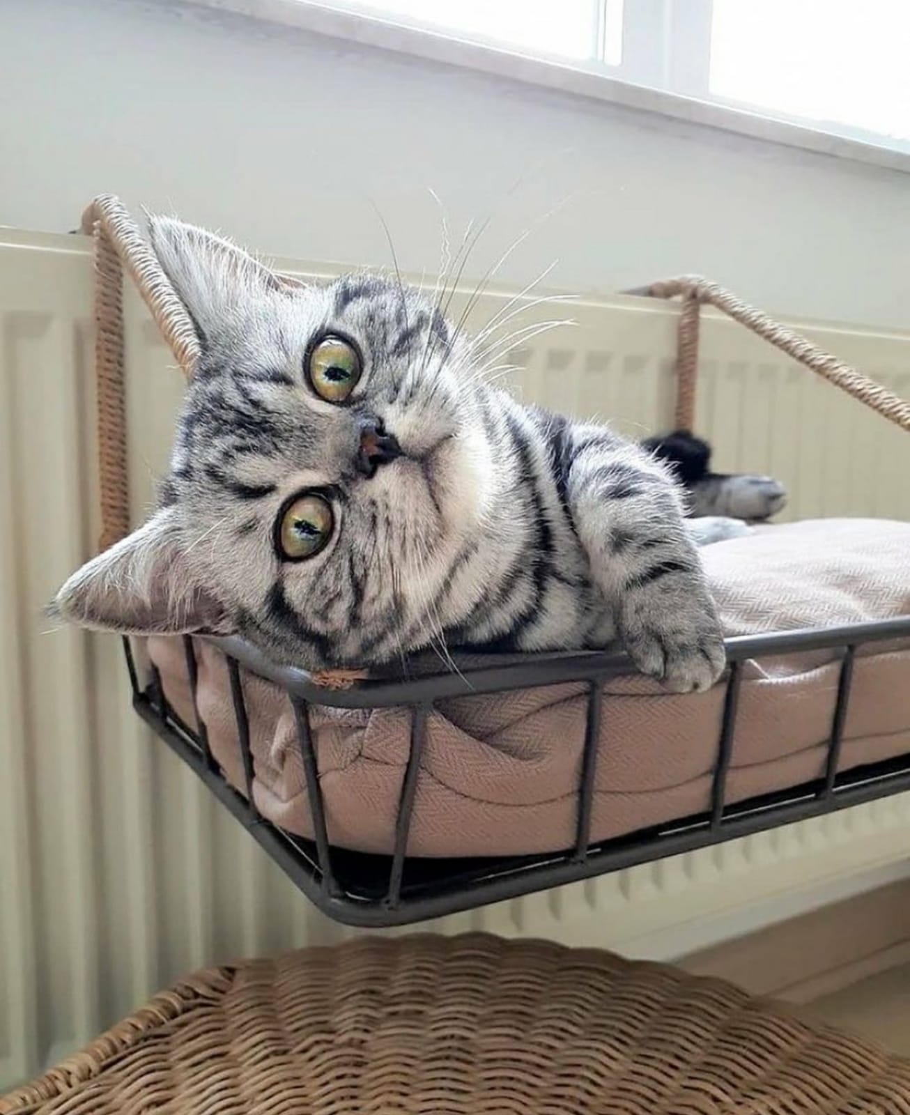 De Designed by Lotte Radiatorhanger Ropy is de favoriete ligplek van jouw kat. Deze metalen kattenhangmat hang je op aan de radiator, waardoor het een extra warm plekje is voor jouw kat. Deze radiatorhanger is verstelbaar, zodat de hanger aan elke radiator kan worden bevestigd tot circa 11 cm. Om te zorgen voor extra comfort, is de hangmat voorzien van een leuk bijpassend kussen.