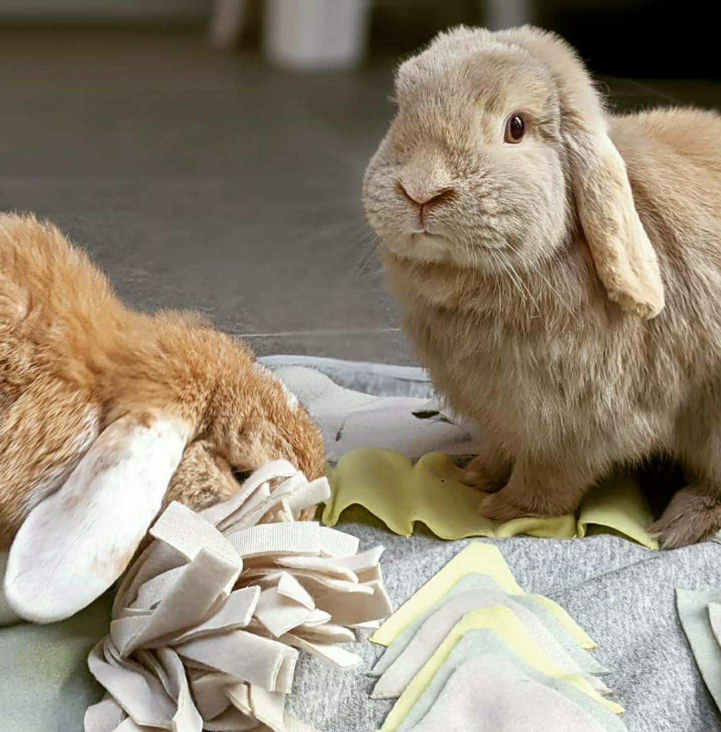 De traditionele snuffelmatten met de vele slierten ken je vast al wel, maar de Beeztees Doeka Snuffelmat is echt anders! Deze snuffelmat bevat namelijk meerdere structuren en speelelementen, waardoor jouw pup zich nooit zal vervelen. Snoepjes of koekjes kunnen worden verstopt in deze elementen, waarna jouw pup door goed te snuffelen zijn of haar beloning kan vinden. Doordat er vele elementen zijn, kan je de snoepjes of koekjes iedere keer op een andere plek verstoppen.