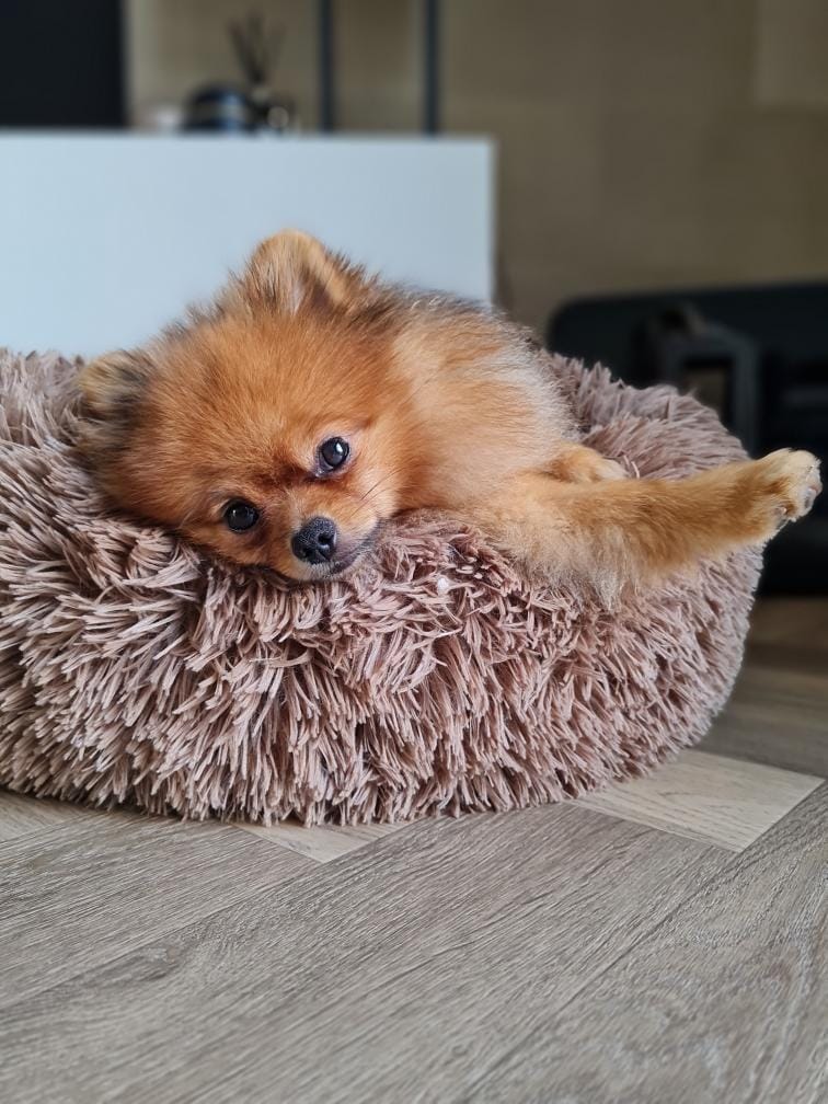 yali donut beezteesyali donut beeztees