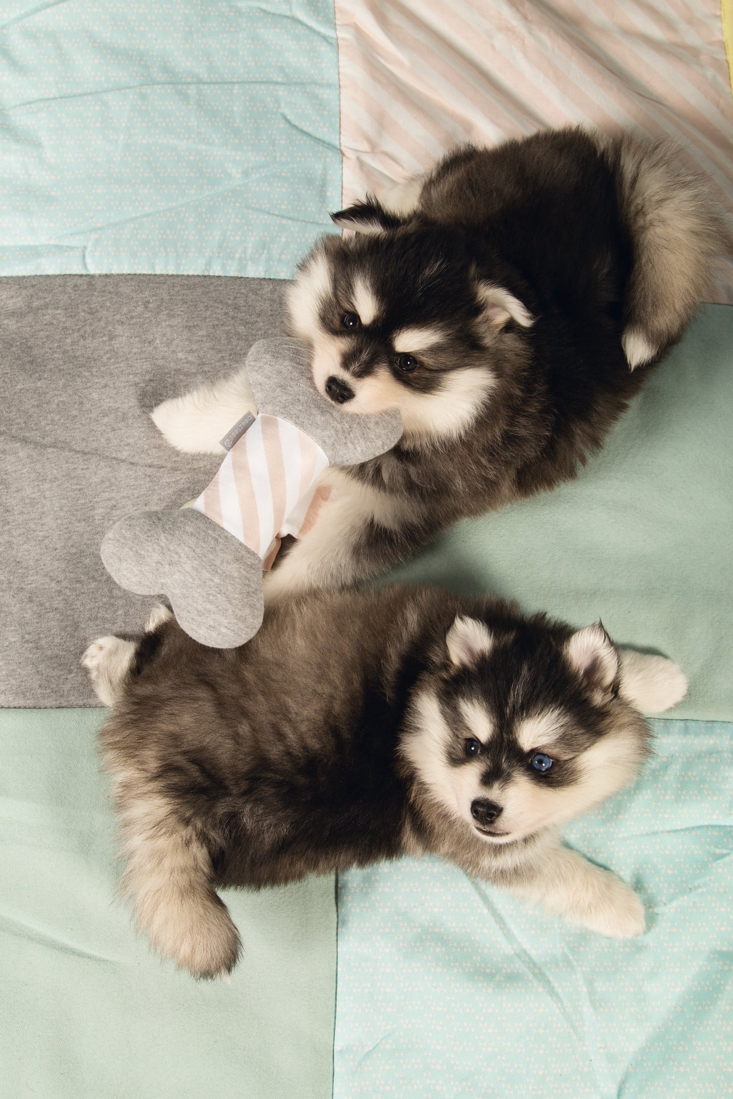 Puppy's zitten vaak vol energie, en wat is er dan leuker dan spelen? Met het Beeztees Puppy Speelbot Trumo geef je jouw pup een eigen speeltje. Dit speelbot is gemaakt van joggingstof en polyester, waardoor het zeer geschikt is voor pups. De tandjes en kaken van een pup zijn namelijk nog niet zo sterk, waardoor het belangrijk is dat het speelgoed niet te hard is. Om dit speelbot nog leuker te maken, is het midden van het bot voorzien van een leuke gestreepte print met daarin een pieper!