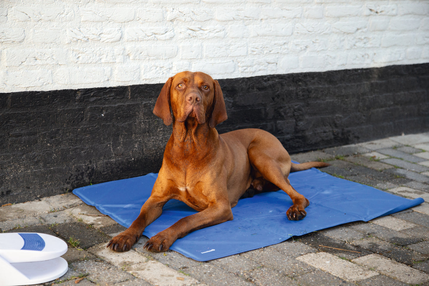 De Quick Cooler Izi Koelmat van Beeztees is een zelf activerende kant en klare koelmat die direct te gebruiken is. Met deze mat zorg je ervoor dat jouw hond voldoende verkoeling krijgt tijdens warme zomerse dagen. De lichaamsdruk van jouw hond zorgt ervoor dat de koelmat wordt geactiveerd, waarna het lichaam van je hond voor enkele uren koel blijft.