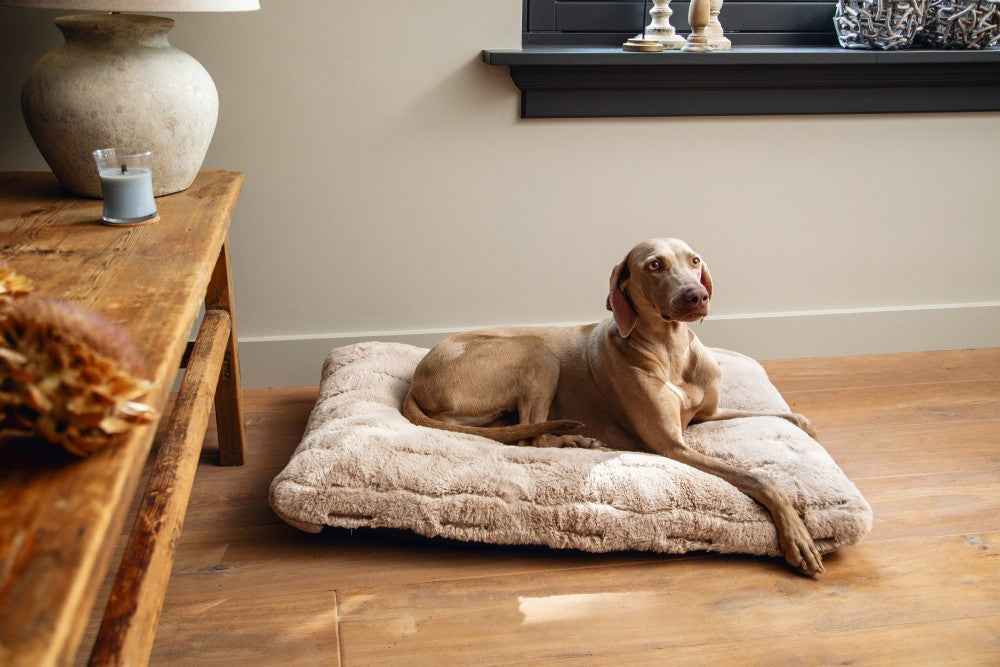 Het Designed by Lotte Xanti hondenkussen is een heerlijk zacht hondenkussens. Het kussen is verkrijgbaar in twee maten en is gemaakt van hoogwaardig pluche. Hierdoor is het kussen lekker zacht, wat extra fijn ligt voor de hond. Heerlijk! 