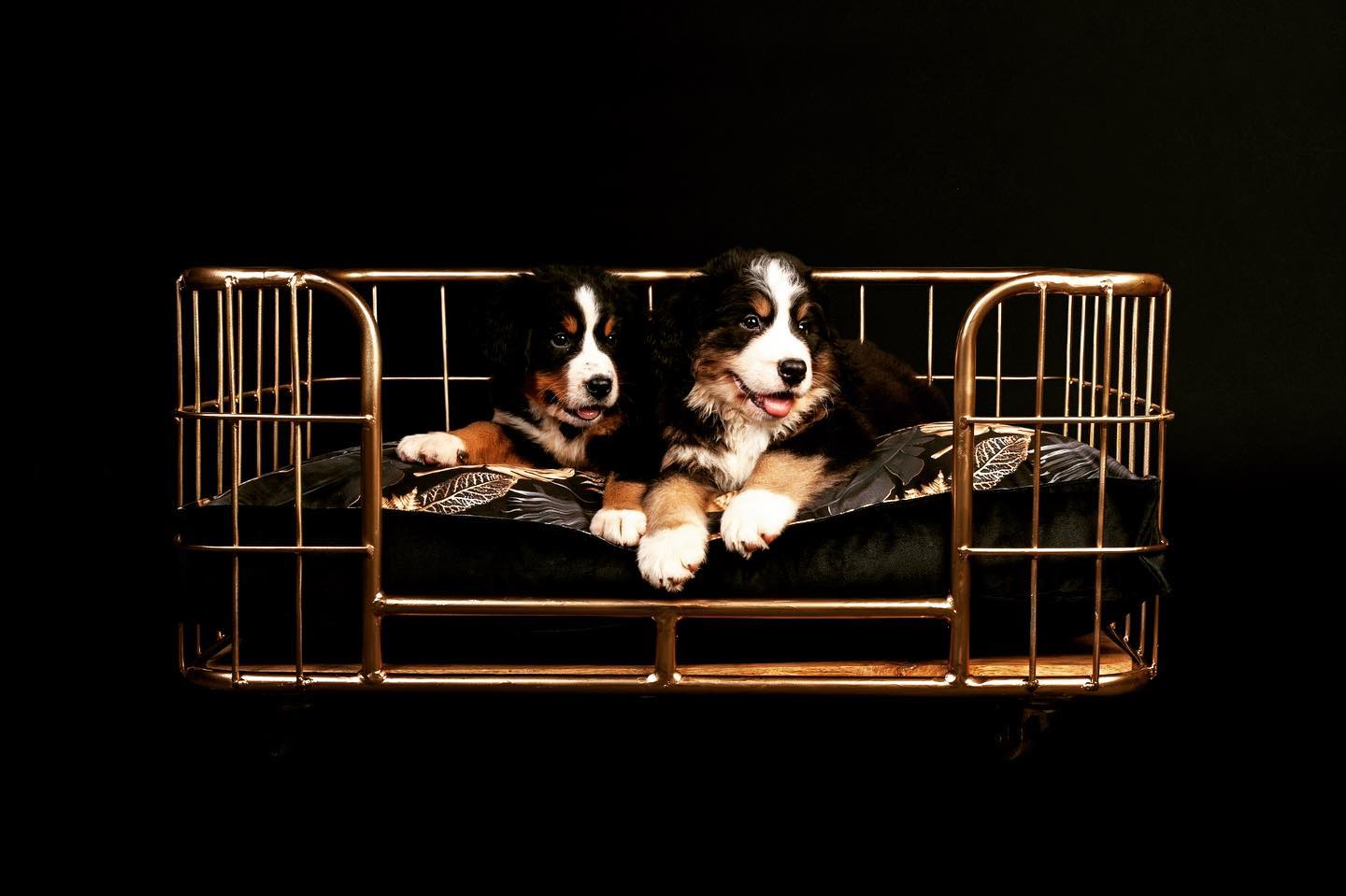Het Lex en Max hondenkussen “Boxbed Dubai” is een stijlvol kussen voorzien van een luxueuze print. Laat uw hond als een echte sjeik uren lang zorgeloos wegdromen op dit schitterende exemplaar.